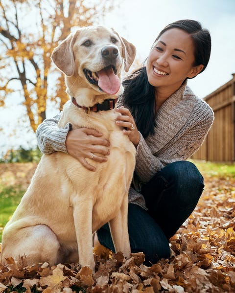 la raza de perro grande golden retriever es muy fiel