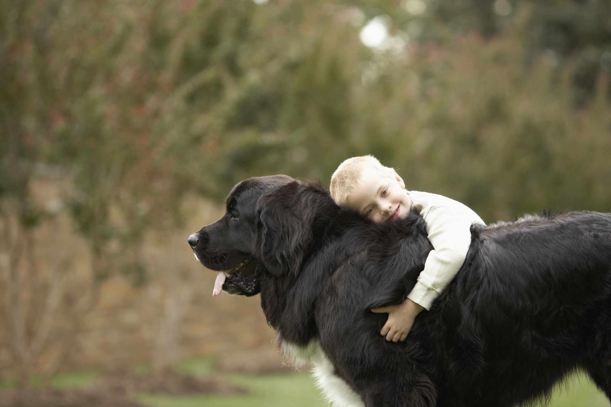 why do large dogs die younger