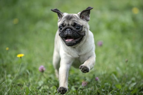 most loyal dog breeds pugs