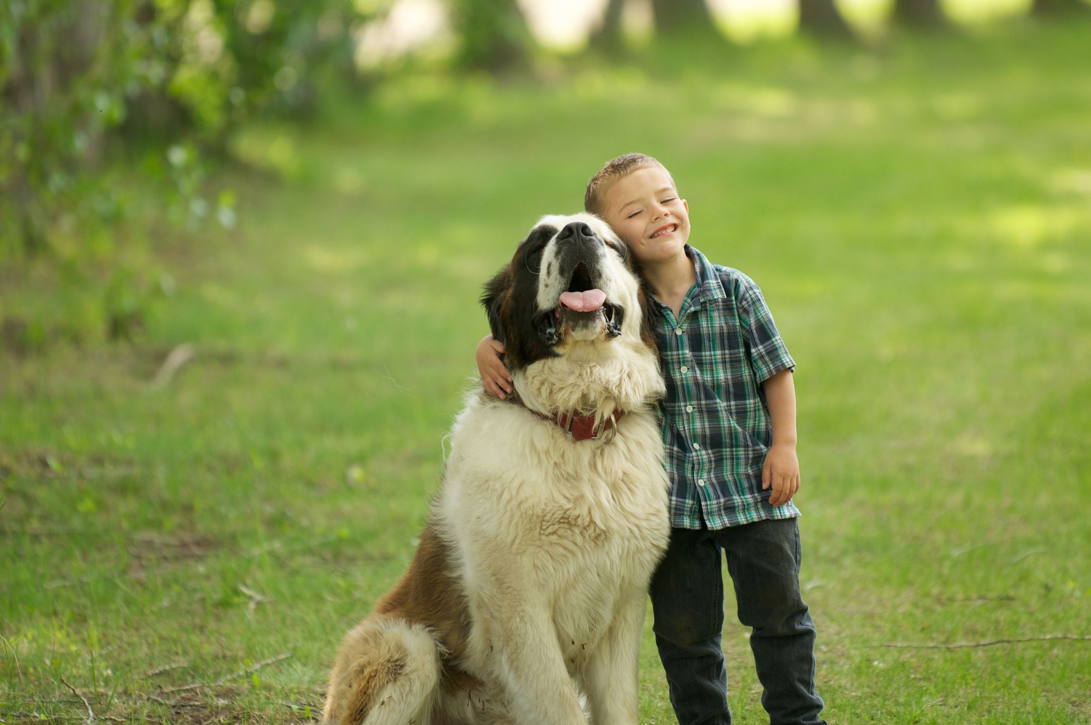 how do you train a big dog to be gentle