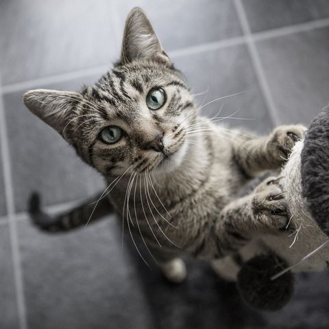 The Most Popular Cat Names Of 2019 Oliver Luna Lily And More
