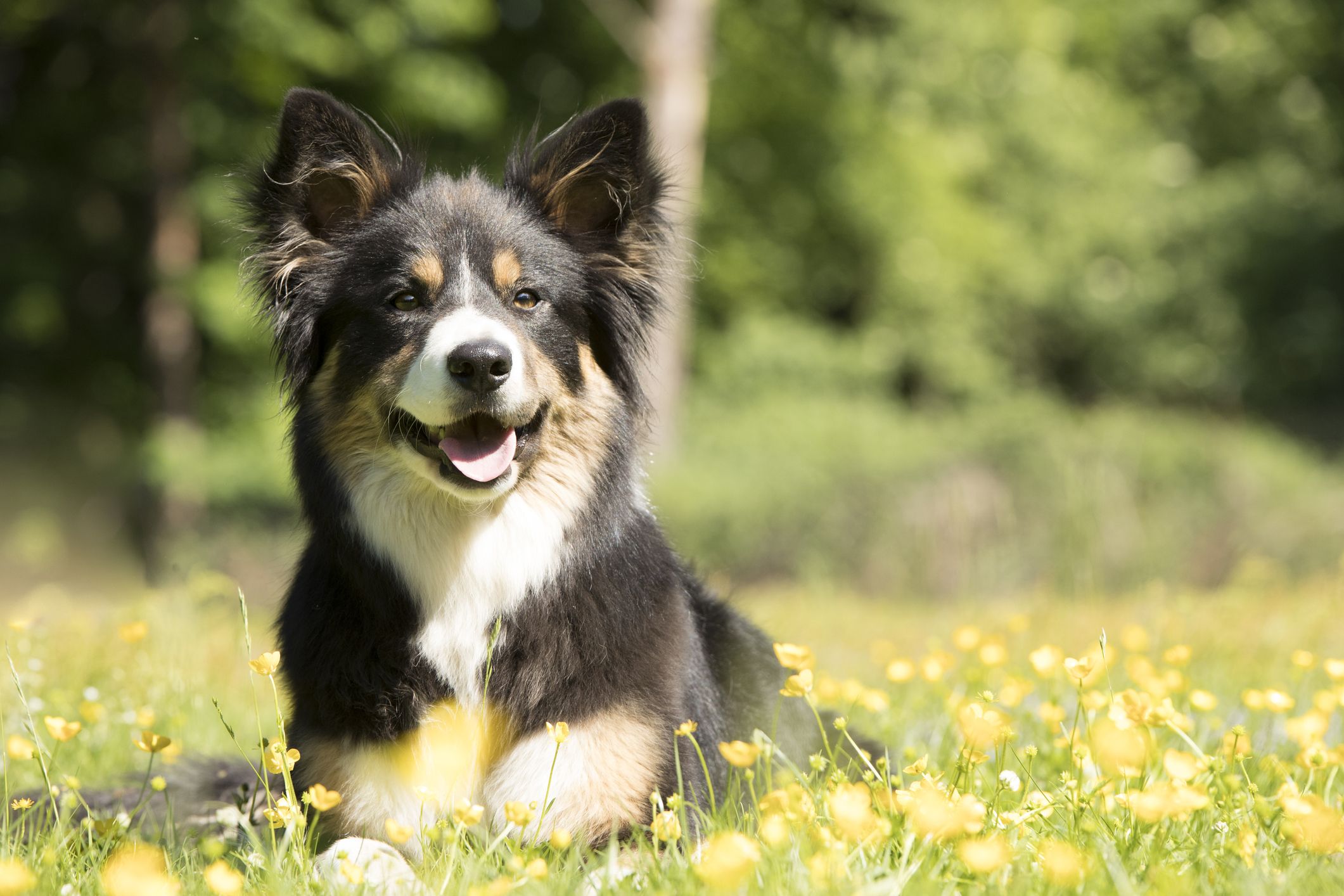 top 20 agility dog breeds