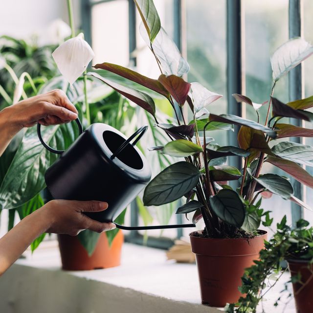the uk’s top 10 most searched for houseplants