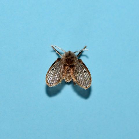 moth fly or drain fly clogmia albipunctata  o diptera, f psy