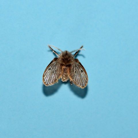 a single moth fly or drain fly on a blue background, it is gray and fuzzy