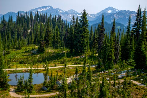 mount revelstoke national park, british columbia, canada