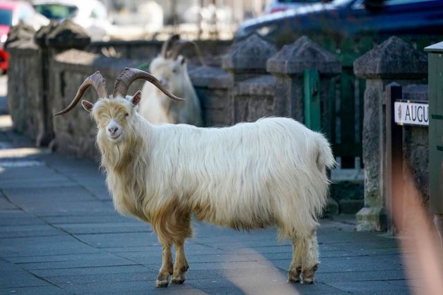 wales task force for kashmiri mountain goats