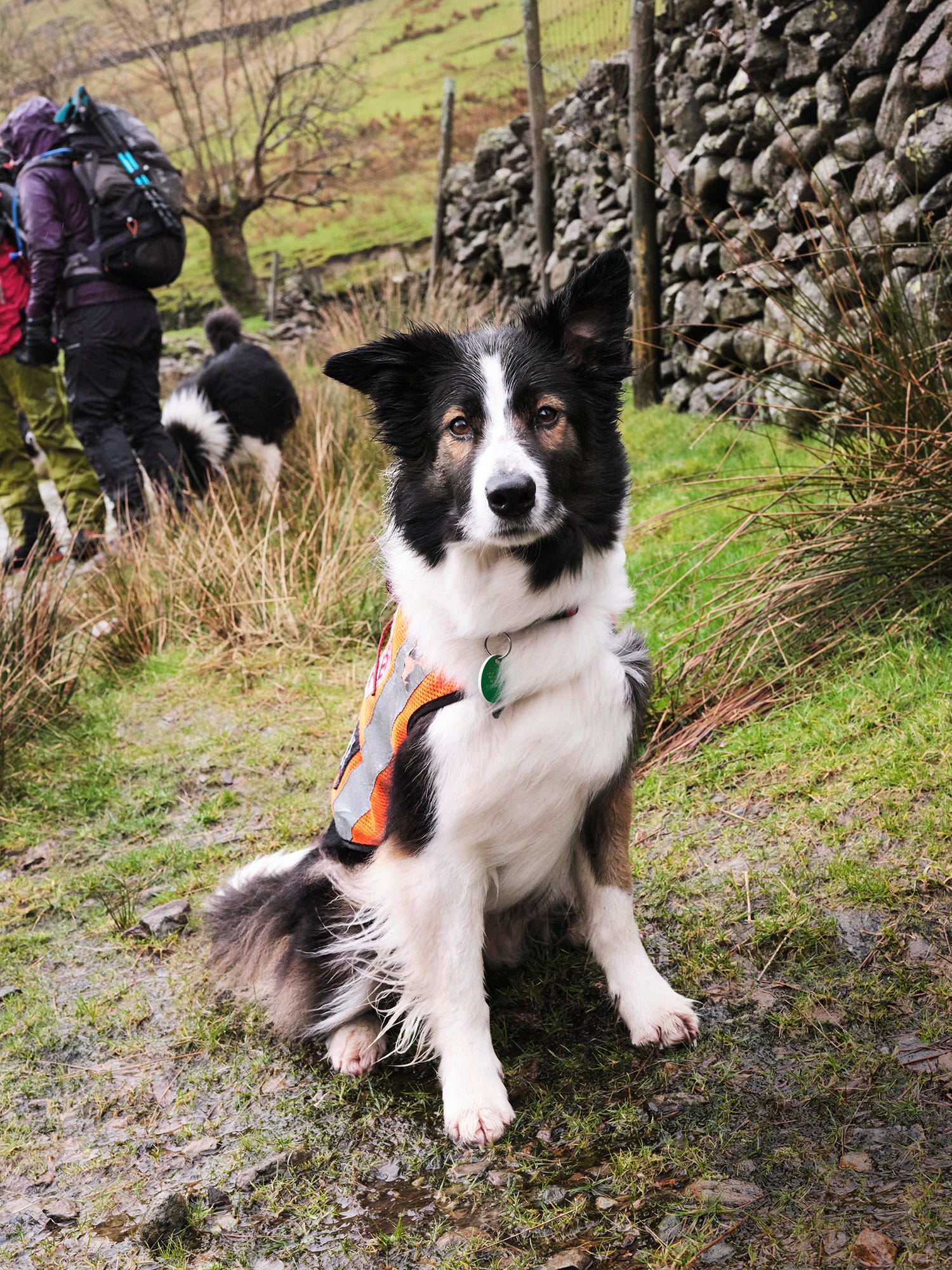 are border collies hunting dogs