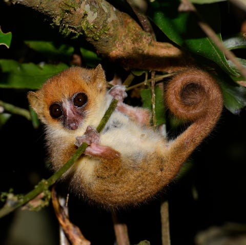 15 Smallest Animals in the World — What Is the Smallest Animal in the World? 15 Smallest Animals in the World — What Is the Smallest Animal in the World?