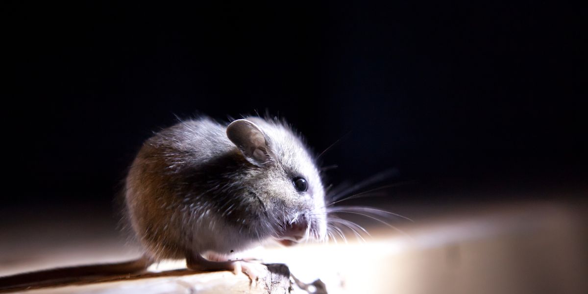 50 Pcs Strong Strength Rodent Rat Mouse Poison Block Bait Killer Pest Control 
