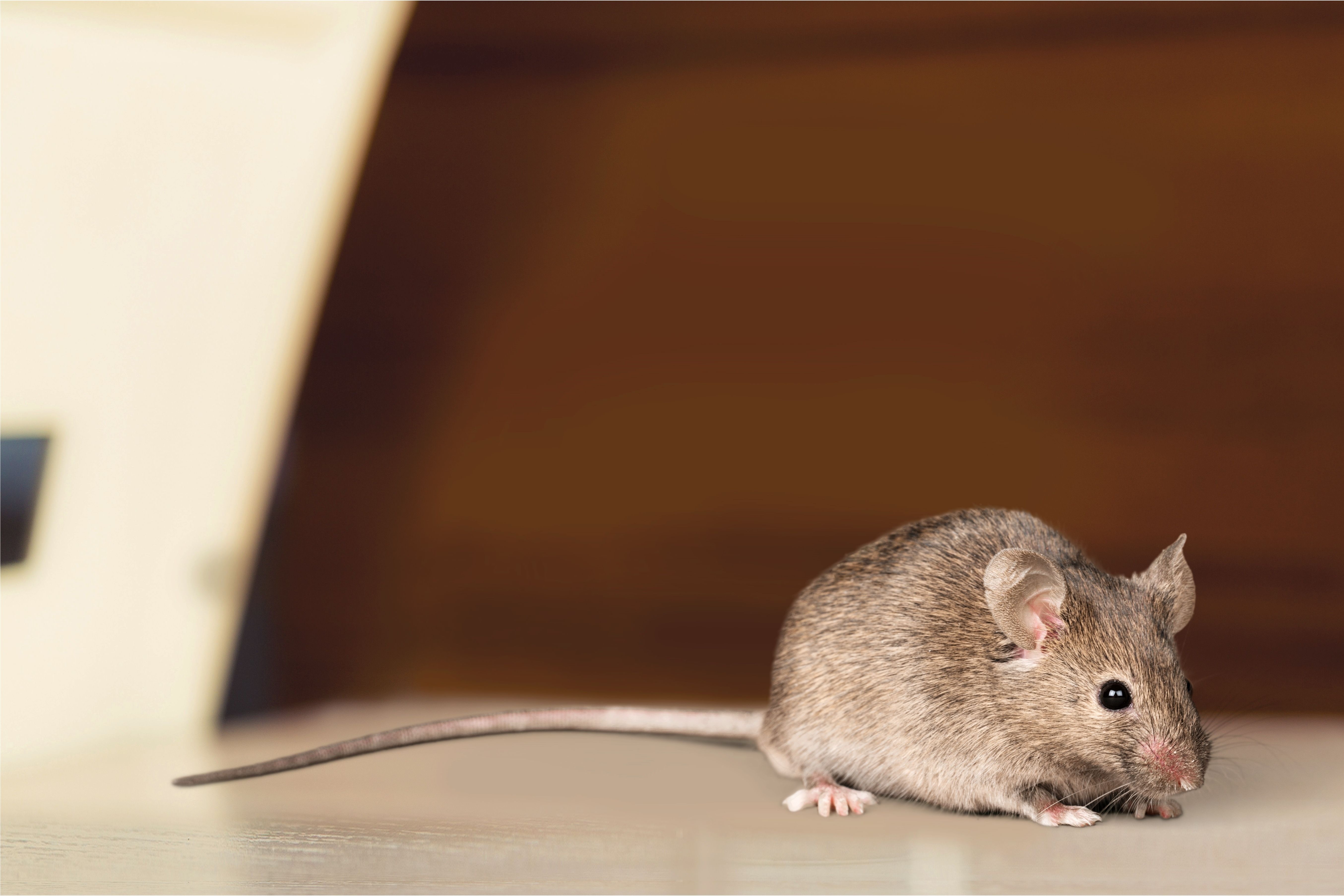 To kill rats natural remedies 20 Ultimate