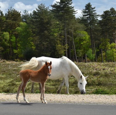 moving to the new forest pony and foal