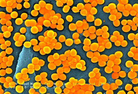 methicillin-resistant mrsa staph bacteria