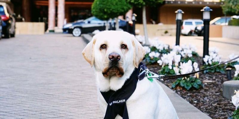 A Hotel in Australia Hired an Adorable Dog to Work as