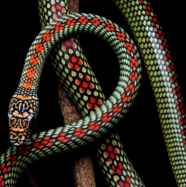 multi colored snake against black background