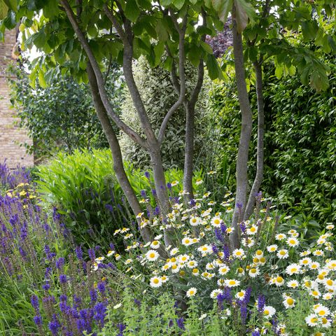 Trees For Small Gardens 5 Best, What Trees Are Good For Small Gardens