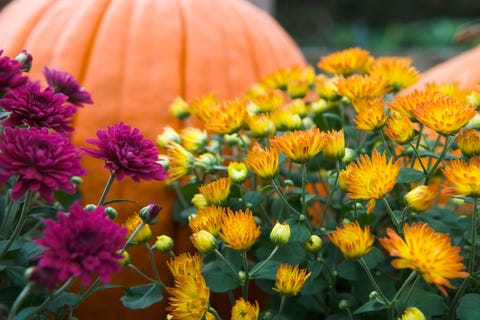 Mums and pumpkins 