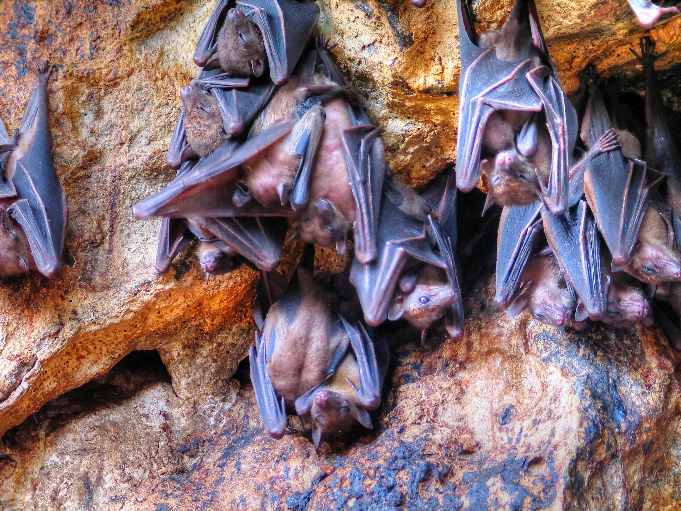 Bat Facts and Photos - Animal Fun Facts - Bat Appreciation Day