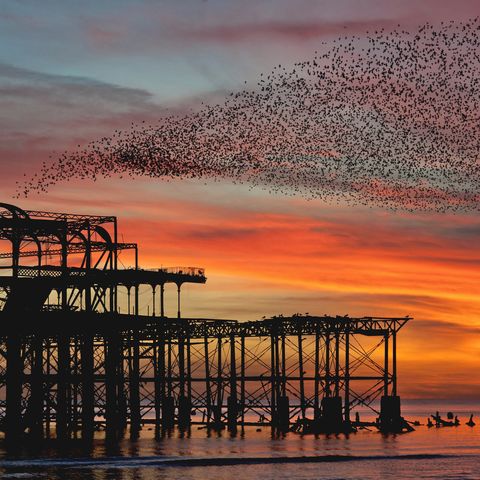 Murmuration over the ruins of Brghton's West Pier.