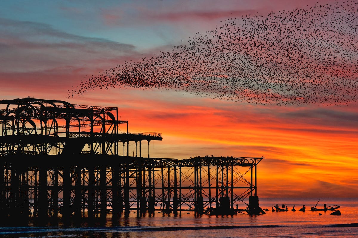 Starling murmurations: Everything you need to know