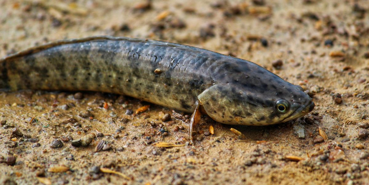 Officials Order People to Kill Aggressive Walking Snakehead Fish Species 