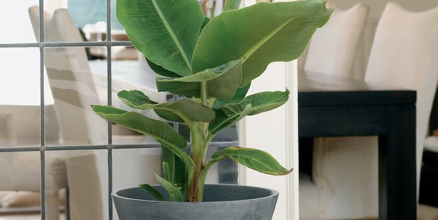 Banana Plant Buying Growing Caring For A Banana Leaf Plant,United Airlines Baggage Dimensions