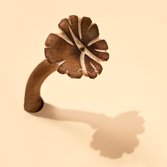 Mushroom with shadow on a pastel beige background. mushroom with shadow on a pastel beige background