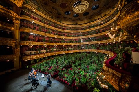 liceu reopens with a streaming concert for two thousand plants