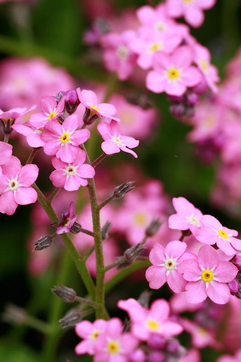 myosotis sylvatica