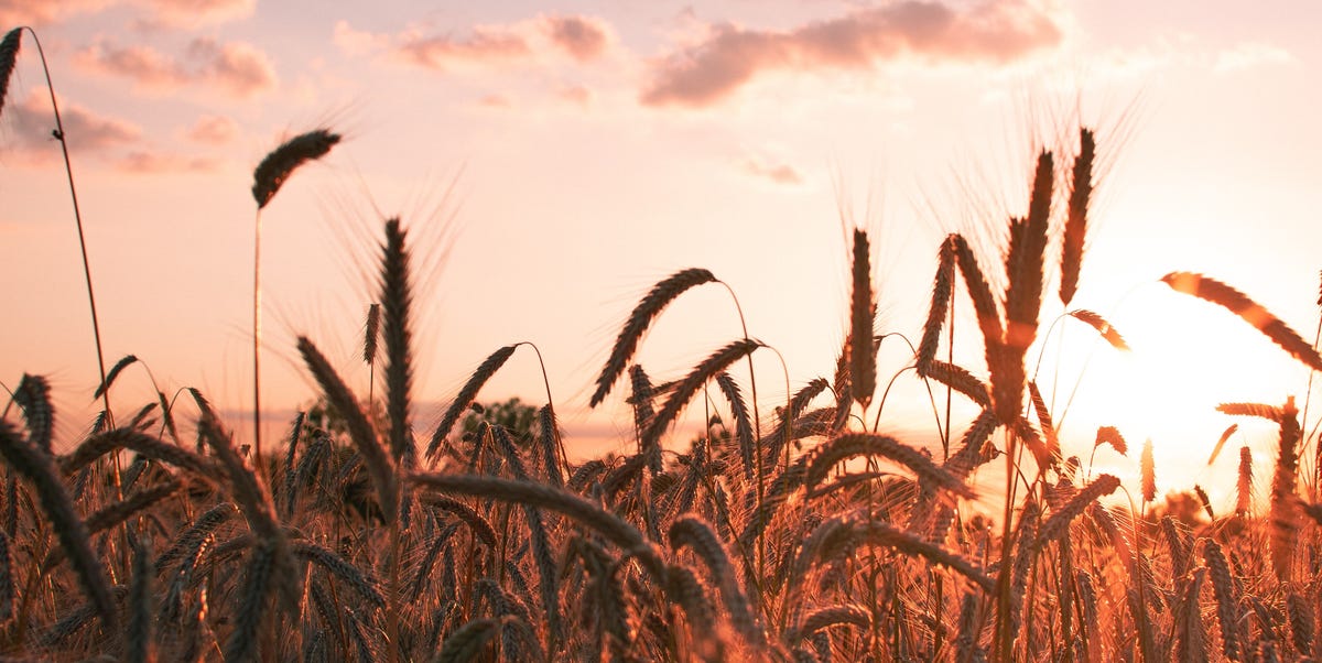 Grano arso: cos'è e come si usa in cucina