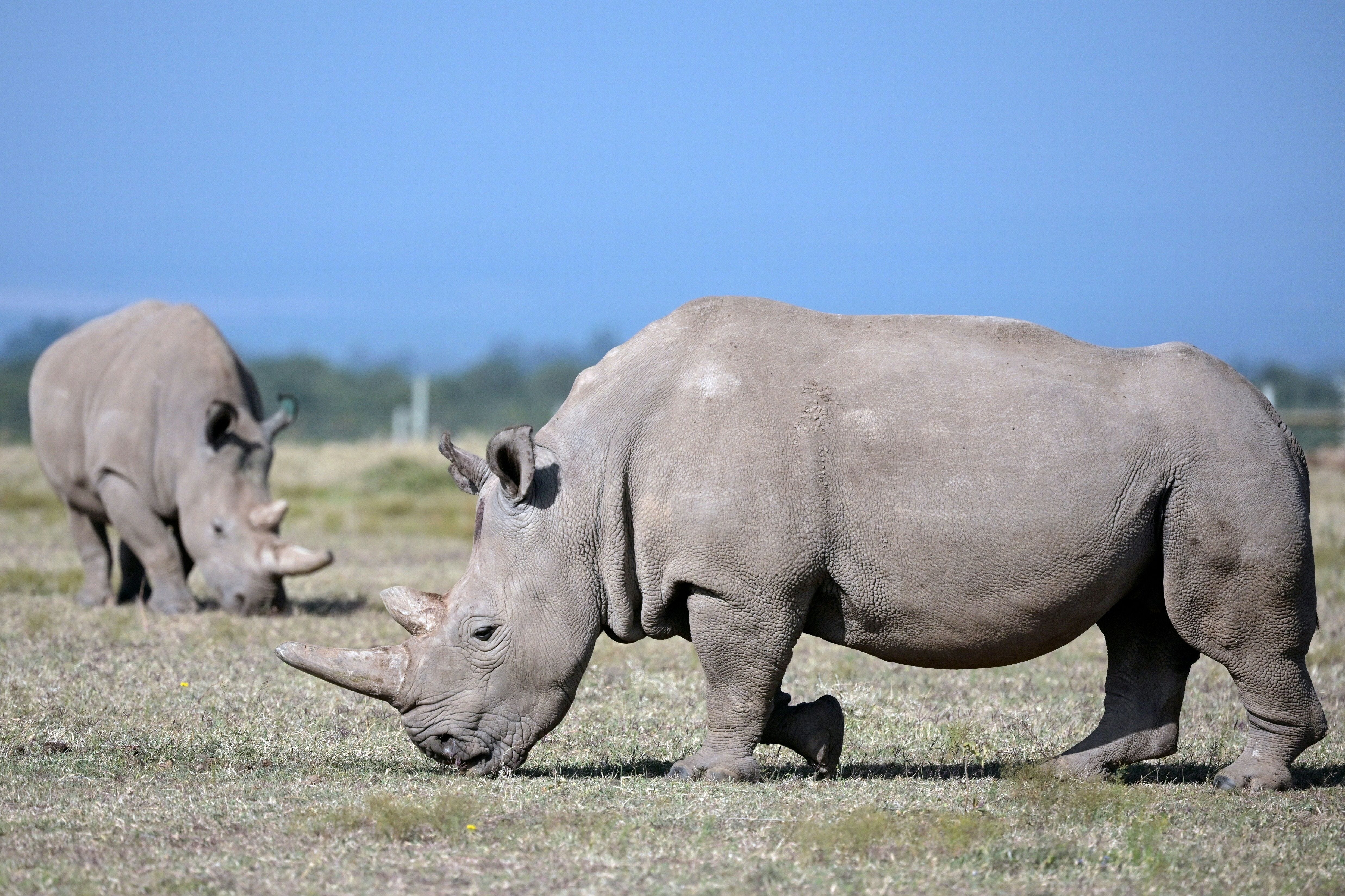 23 Extinct Animals We've Lost in the Past 150 Years