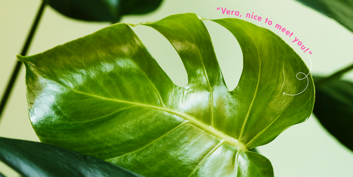 100 Name For Plant Ideas Just 100 Truly Iconic Names To Bestow Upon Your Plant Child