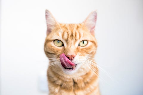 12 Names For an Orange Cat — Best Orange Cat Names