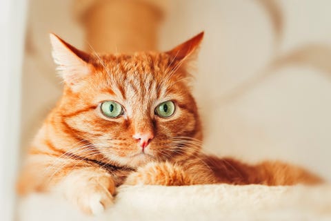 12 Names For an Orange Cat — Best Orange Cat Names