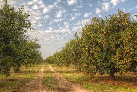 propiedades de la naranja