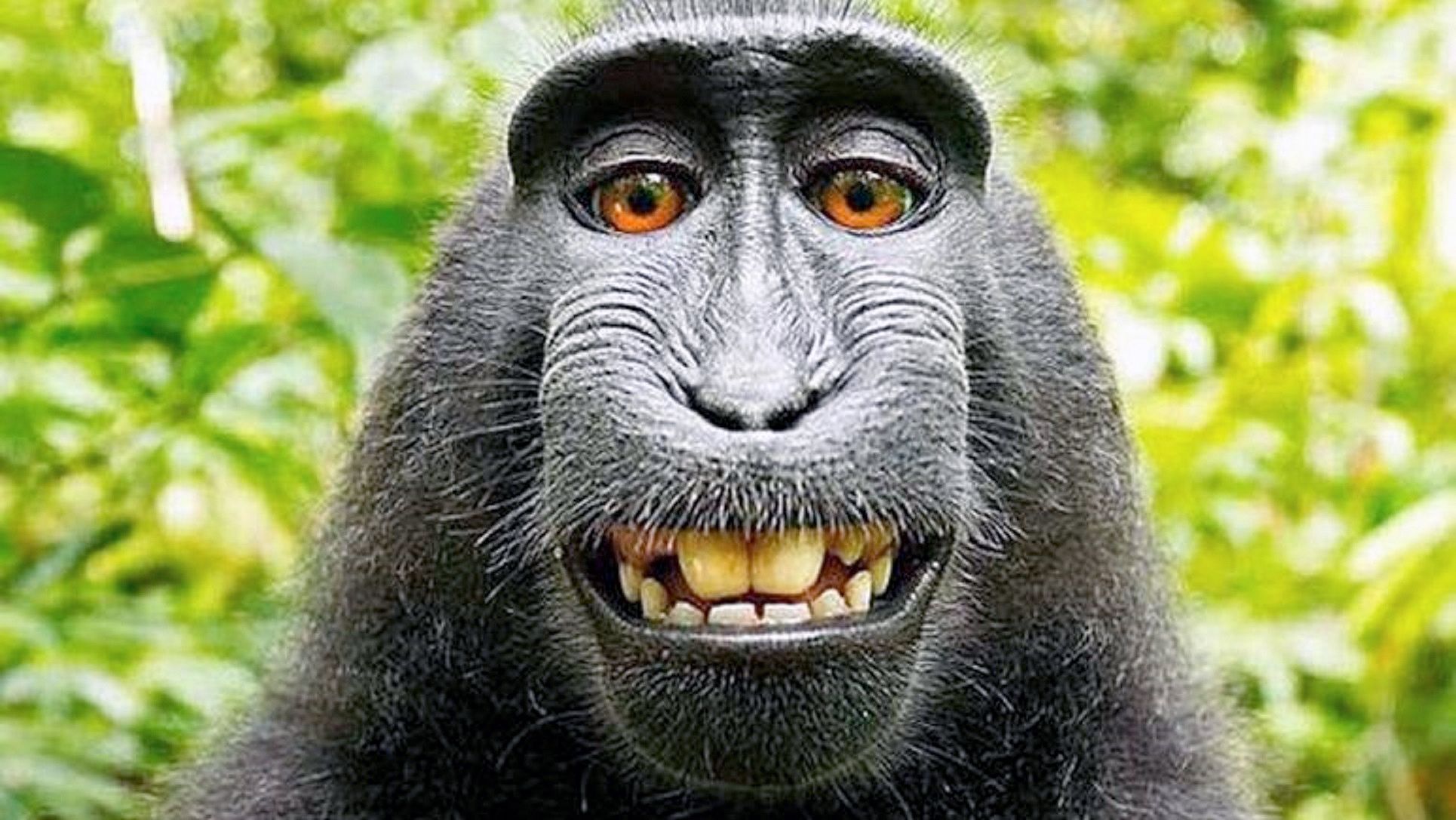 invención paso lunes El mono Naruto se queda con el 25% de los beneficios de su selfie