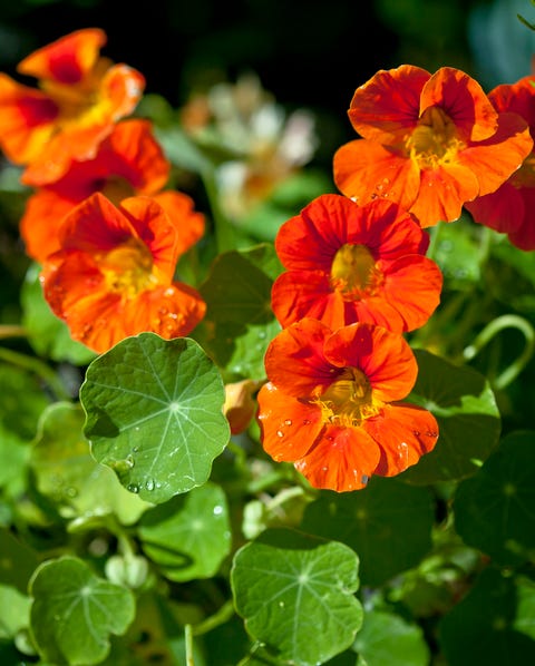 close up of nasturtiums in the garden