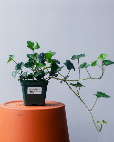 cây thường xuân anh trên chậu