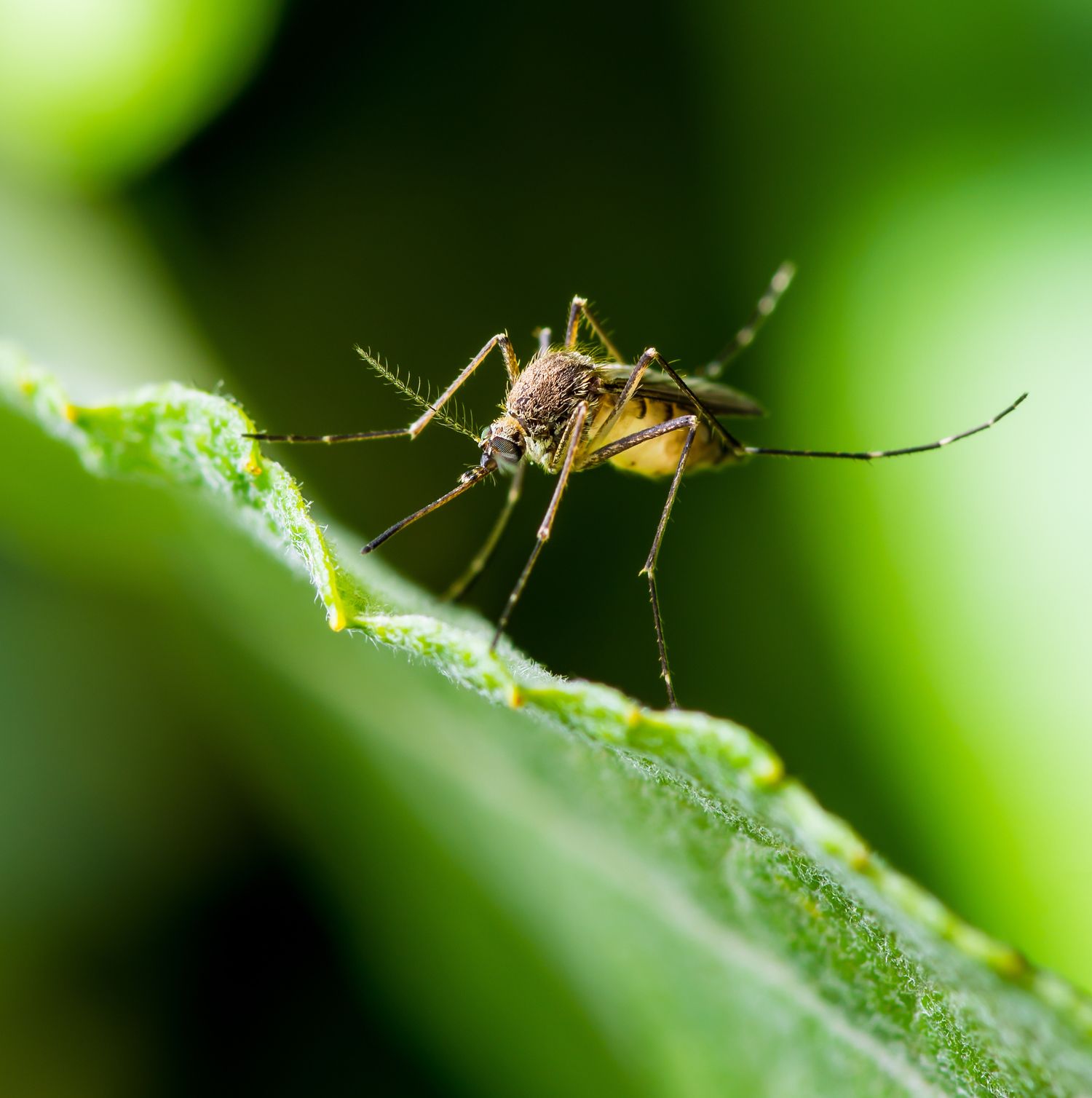 The Right Way to Repel Mosquitoes Naturally, Per Experts