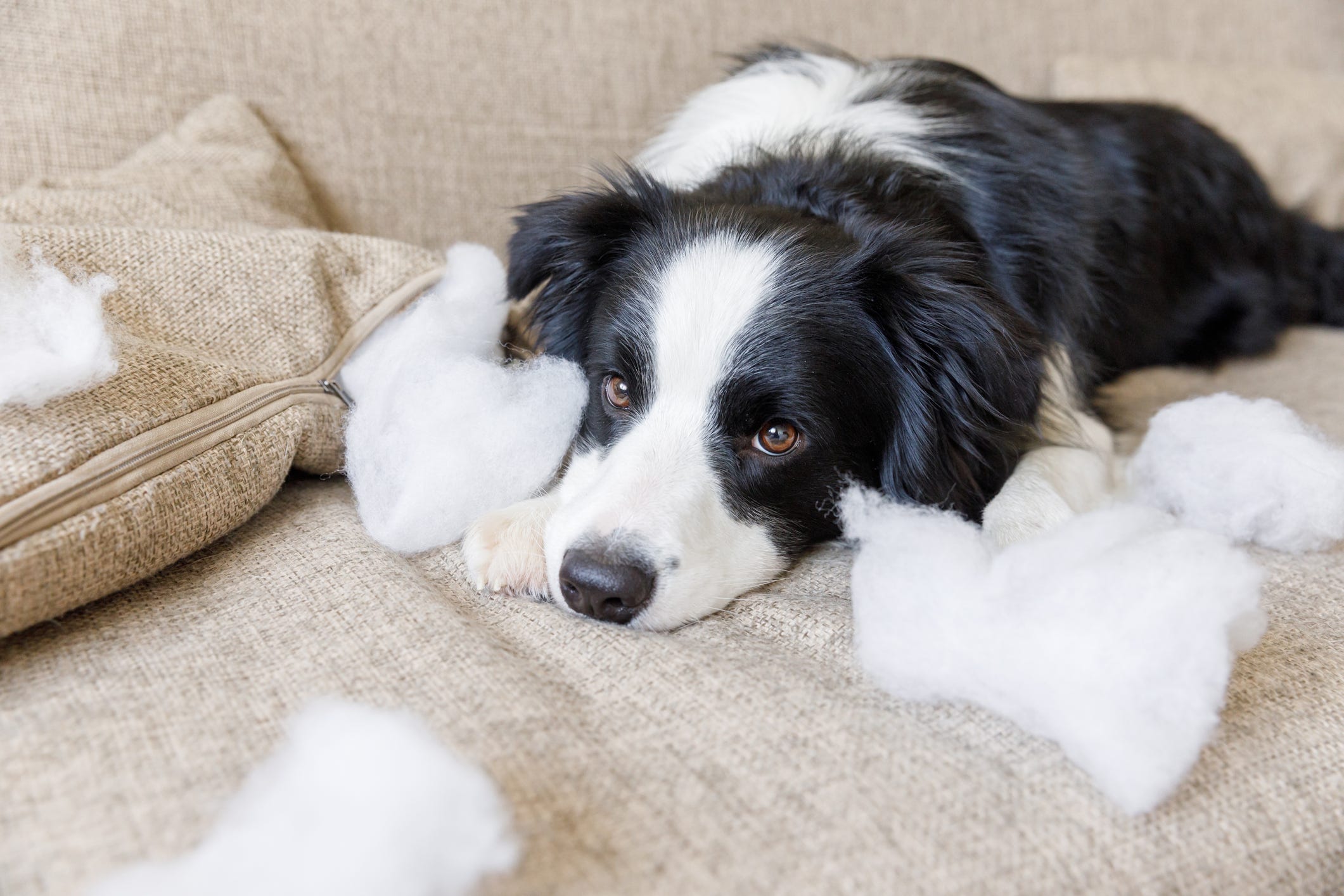 how to stop border collie from chewing