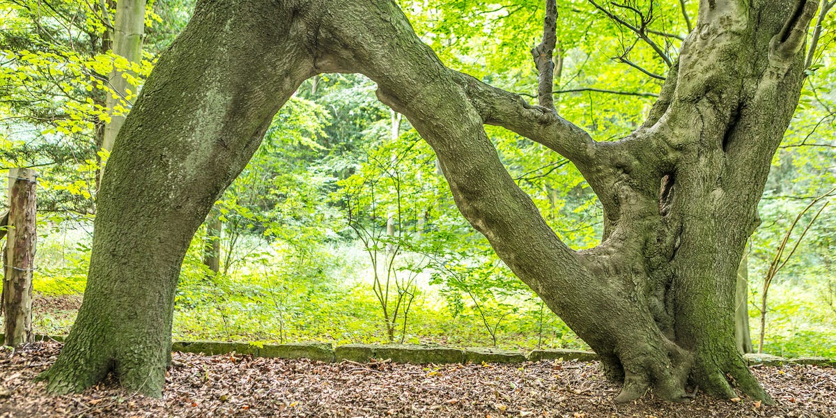 Nellie's Tree Crowned England's Tree Of The Year Tree Of The Year Awards