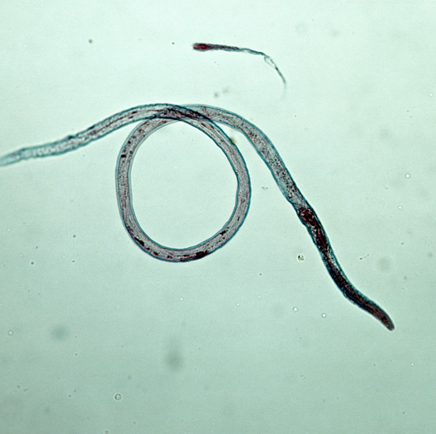 The Worms of Chernobyl Have Apparently Conquered Radiation