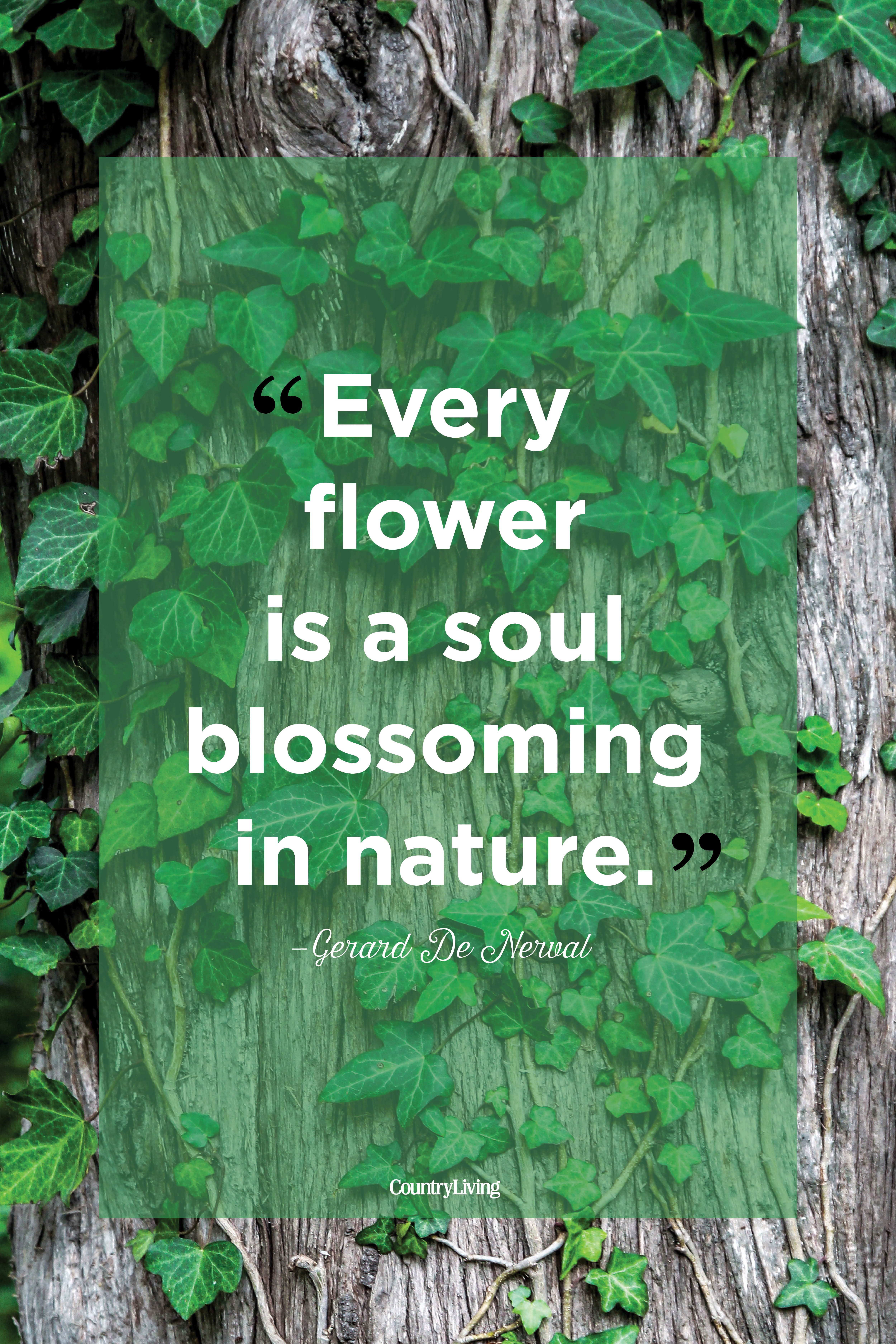 58 Nature Quotes - Inspirational Sayings Nature
