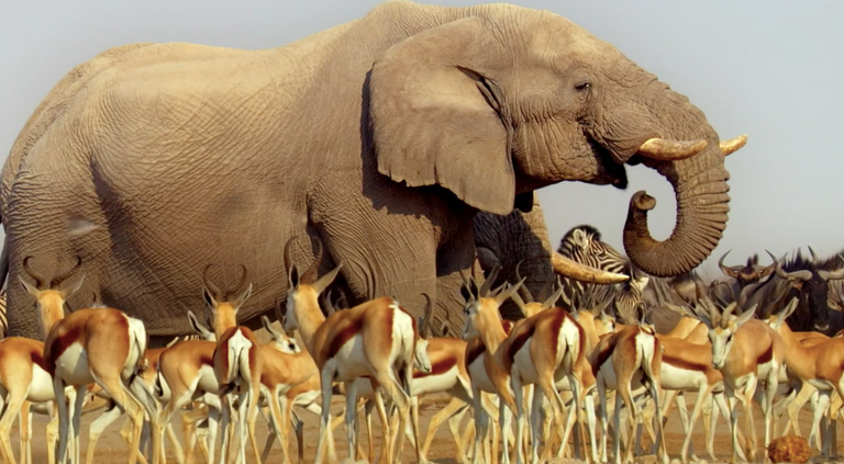 Netflix voegt adembenemende docu-serie Africa met toe aan Netflix voegt adembenemende docu-serie Africa met toe aan