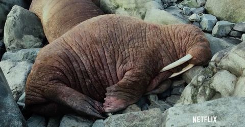 Image result for walruses falling off cliffs our planet