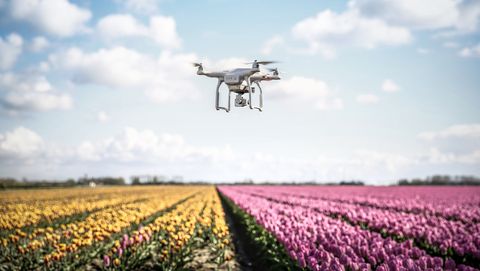 Netherlands, drone with camera flying over tulip fields