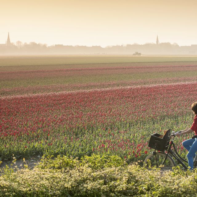 The tulips fields in the Netherlands to help lift your spirits