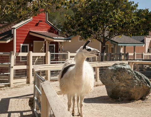 michael jackson neverland ranch