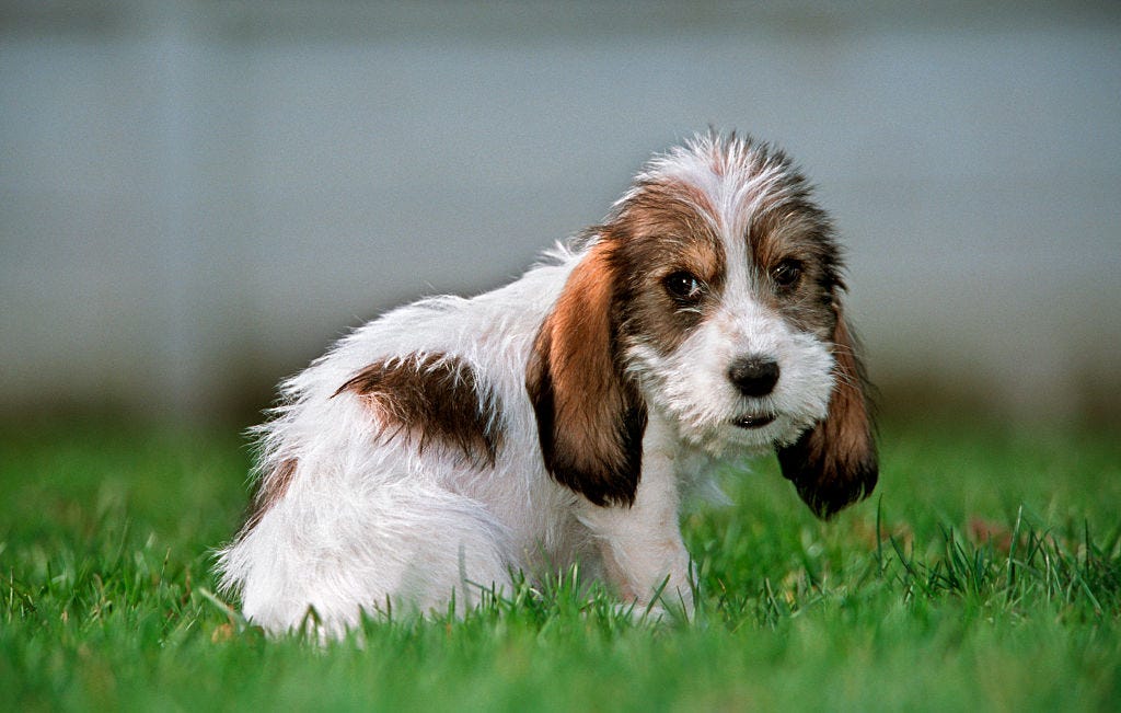 8 New Dog Breeds Newly Discovered Dog Breeds