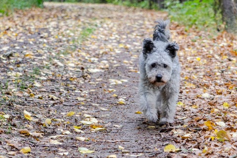 8 New Dog Breeds - Newly Discovered Dog Breeds